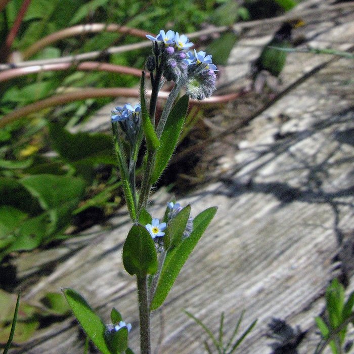 Unutma Beni Çiçeği (Myosotis) Nedir? Özellikleri Ve Kullanım Alanları
