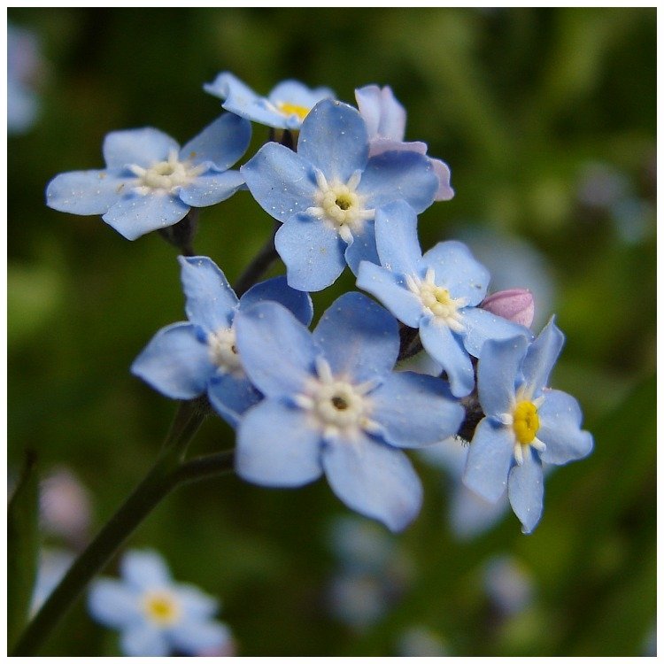 Unutma Beni Çiçeği (Myosotis) Nedir? Özellikleri Ve Kullanım Alanları