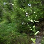 Unutma Beni Çiçeği (Myosotis) Nedir? Özellikleri Ve Kullanım Alanları