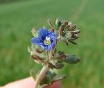 Parmaklı Yavşan Otu (Stachys Recta) Nedir? Özellikleri Ve Faydaları