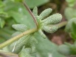 Parmaklı Yavşan Otu (Stachys Recta) Nedir? Özellikleri Ve Faydaları