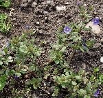 Parmaklı Yavşan Otu (Stachys Recta) Nedir? Özellikleri Ve Faydaları