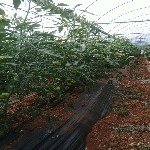 Örtüaltı Domates Yetiştiriciliği Nasıl Yapılır?