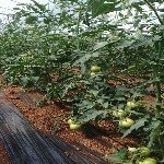 Örtüaltı Domates Yetiştiriciliği Nasıl Yapılır?