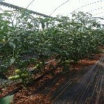 Örtüaltı Domates Yetiştiriciliği Nasıl Yapılır?