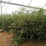 Örtüaltı Domates Yetiştiriciliği Nasıl Yapılır?