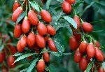 Goji Berry Çayının Faydaları Ve Zaraları Nelerdir?