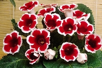 Gloksinya (Sinningia, Bardak Menekşesi)