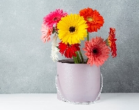Gerbera Jamesonii (Gerbera Daisy) Çiçeği