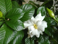 Gardenya Çiçeği