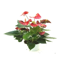 Anthurium Scherzerianum Çiçeği Özellikleri Ve Bakımı Anthurium Scherzerianum Çiçeği Özellikleri Ve Bakımı