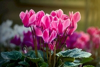 Cyclamen Çiçeği