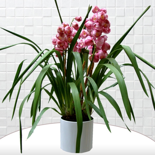 Cymbidium Çiçeği