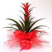 Guzmania Çiçeği Nedir? Bakımı Ve Özellikleri Hakkında Rehber