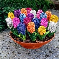 Hyacinthus Orientalis (Sümbül) Çiçeği Nedir? Bakımı Ve Özellikleri