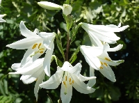 Lilium Çiçeği