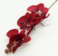 Orkide Çiçeği: Özellikleri, Bakımı Ve Faydaları