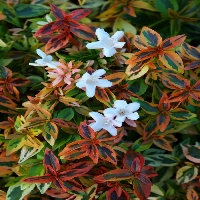 Abelia X Grandiflora (Kaliedoscope) Çiçeği