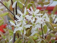 Amelanchier Canadiensis (Amelanchier Lamarckii) Ağacı