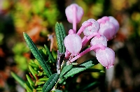 Andromeda Polifolia (Blue Ice) Çiçeği