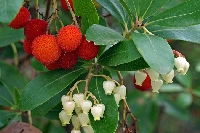 Arbutus Unedo Bitkisi
