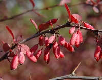 Berberis Julianae Ağacı