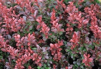 Berberis Thunbergii (Atropurpuea) Çalısı