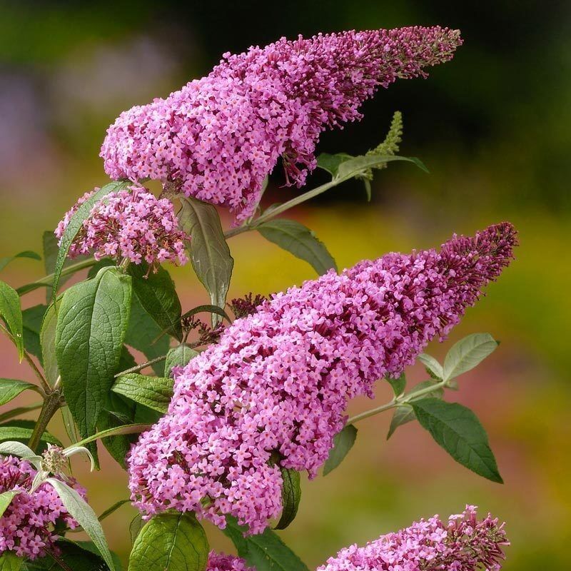 Buddleia Davidii Bitkisi