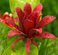 Calycanthus Floridus Çiçeği