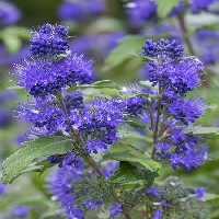 Caryopteris X Clandonensis Bitkisi