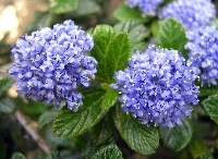 Ceanothus Thyrsiflorus (Repens) Nedir? Yetiştirme Ve Bakım Rehberi