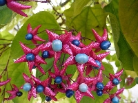 Clerodendrum Trichotomum : Kokulu Çin Yasemini Özellikleri Ve Bakımı