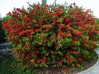 Chaenomeles Japonica (Cydonia Japonica) Nedir?