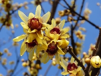 Chimonanthus Praecox (Kış Tatlısı) Nedir? Özellikleri Ve Bakımı