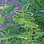 Domates Sarı Yaprak Kıvırcıklık Virüsü (Tomato Yellow Leaf Curl Virus) Domates Sarı Yaprak Kıvırcıklık Virüsü (Tomato Yellow Leaf Curl Virus)