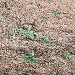 Cirsium Arvense (L.) Scop. (Köy Göçüren) Otu