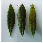 Zeytin Halkalı Leke Hastalığı Belirtileri, Nedenleri Ve Mücadelesi Zeytin Halkalı Leke Hastalığı Belirtileri, Nedenleri Ve Mücadelesi