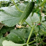 Sebzelerde Thrips Zararı Nedir? | Belirtiler Ve Etkili Mücadele Yöntem