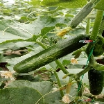 Sebzelerde Thrips Zararı Nedir? | Belirtiler Ve Etkili Mücadele Yöntem