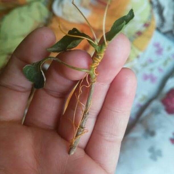 Tarla Küskütü Otu (Cuscuta Campestris Yunck.) Nedir? Tarla Küskütü Otu (Cuscuta Campestris Yunck.) Nedir?