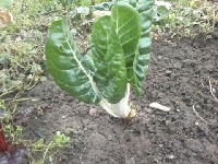 Pazı Yetiştiriciliği Nasıl Yapılır?