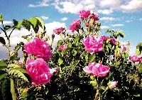 Yağlık Gül Yetiştiriciliği Nasıl Yapılır?