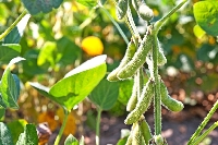 Soya Yetiştiriciliği Nasıl Yapılır?