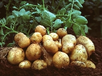 Patates Yetiştirme Teknikleri Nelerdir?