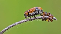 Coleoptera (Kınkanatlılar) Hakkında Bilmeniz Gerekenler