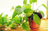 Salon Bitkilerinde Bakım Nasıl Olmalıdır? Salon Bitkilerinde Bakım Nasıl Olmalıdır?