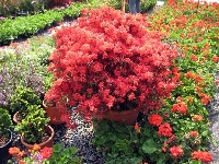 Dış Mekan Süs Bitkileri Yetiştiriciliği Nasıl Yapılır?