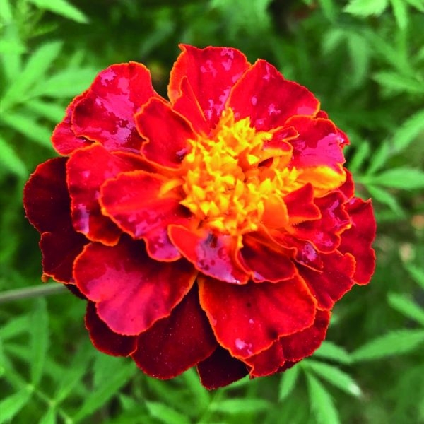 Kadife Çiçeği: Renkli Ve Dayanıklı Bahçe Bitkisi Kadife Çiçeği: Renkli Ve Dayanıklı Bahçe Bitkisi