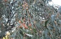 İğde Ağacı