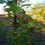 Şeftali Yaprak Kıvırcıklığı Hast. Belirtileri, Nedenleri Ve Mücadesi Şeftali Yaprak Kıvırcıklığı Hast. Belirtileri, Nedenleri Ve Mücadesi